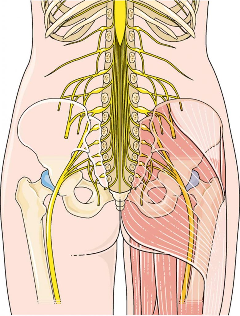 Sciatic Nerve