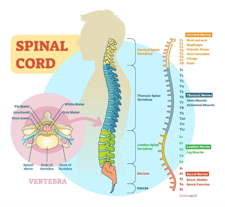 Stiff Neck Pain - Causes & Treatment