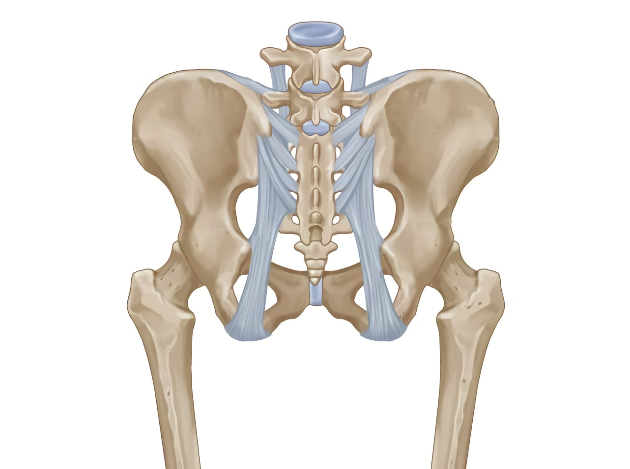 Подвздошная кость тазовой кости. Строение таза подвздошная кость. Подвздошная кость тазобедренного сустава. Строение подвздошной кости таза. Скелет тазобедренного сустава.