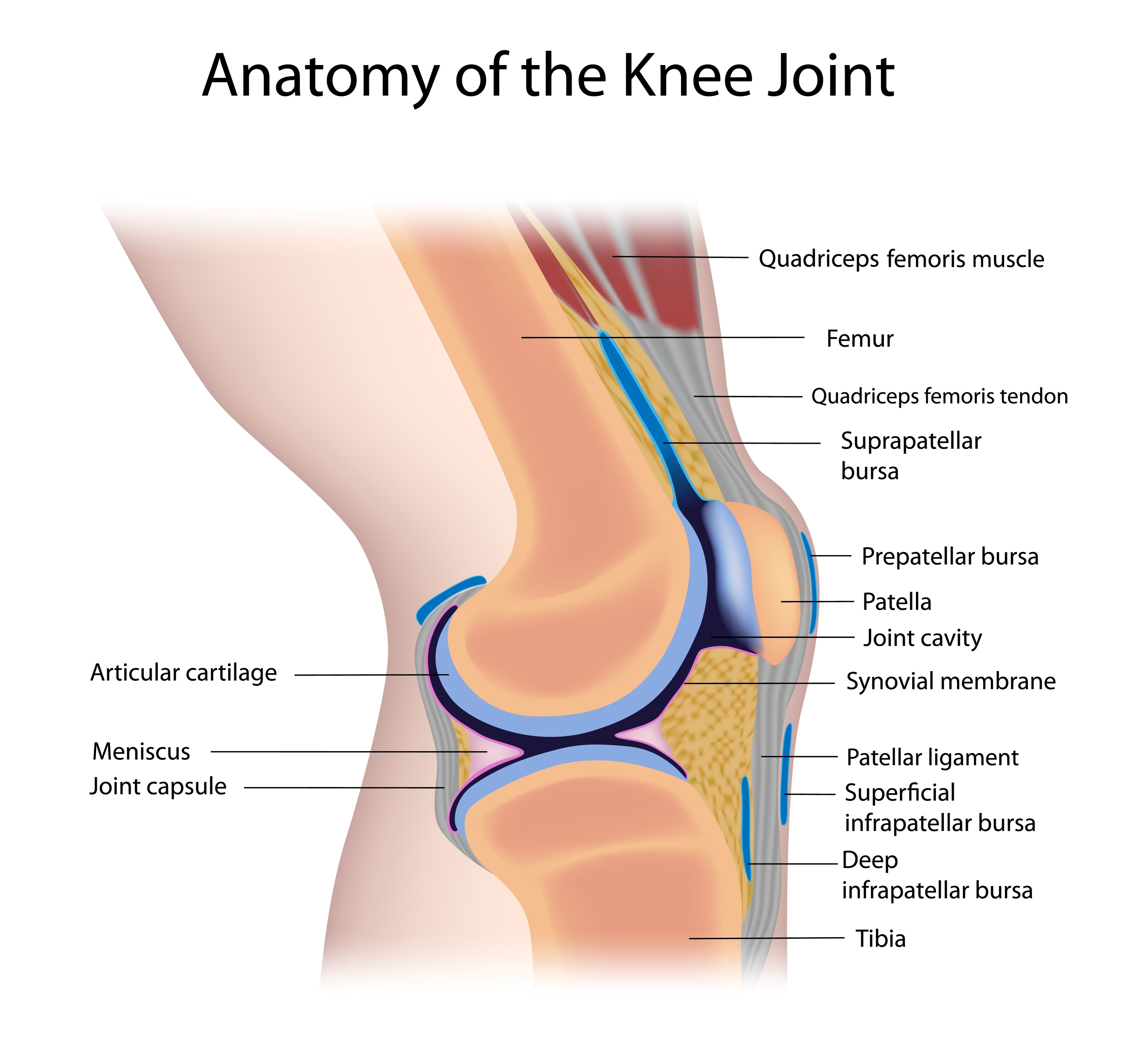 The knee has six main components: