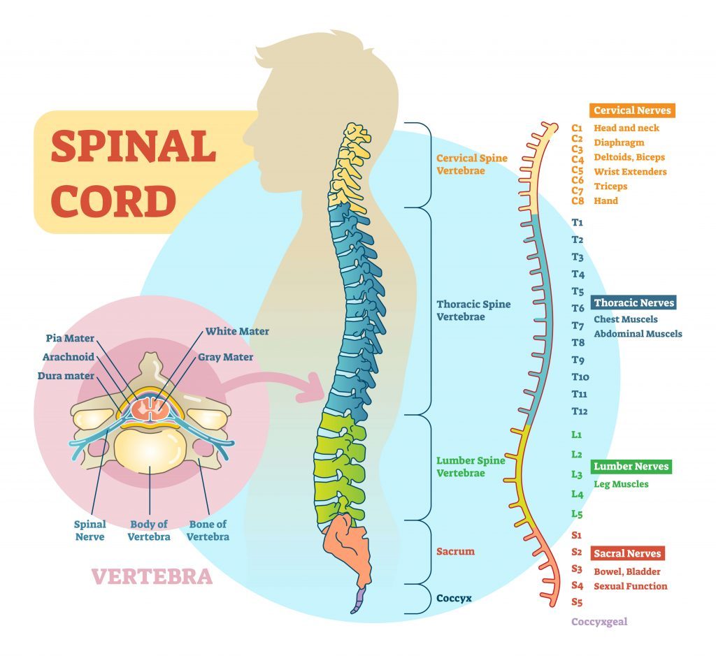 spinal cord anatomy sapnamed.com 1024x942