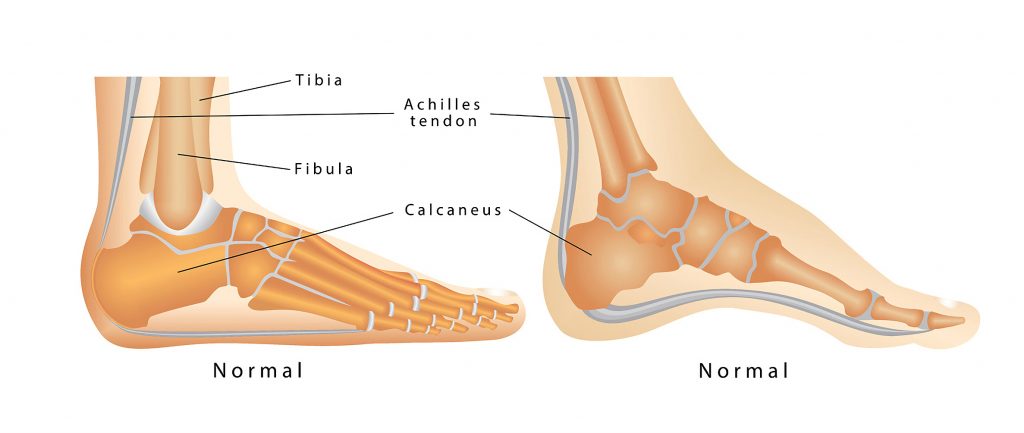 anatomy of the heel