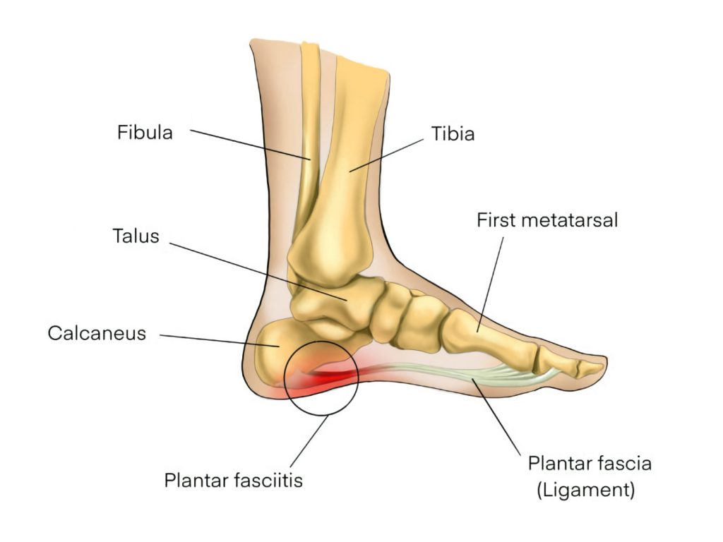 Bones of the Foot: The Tarsal Bones