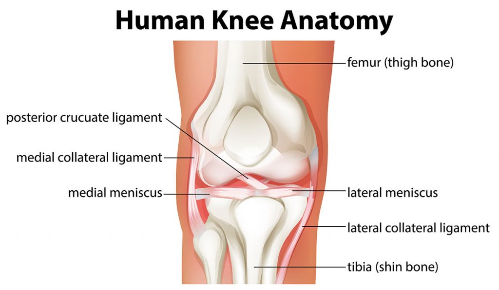 Human Knee Anatomy