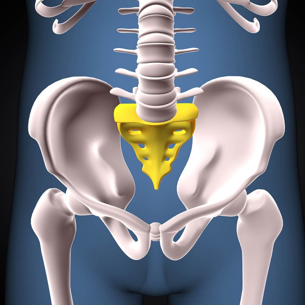 Role of the Tailbone